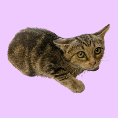 Tusc Stray 82293