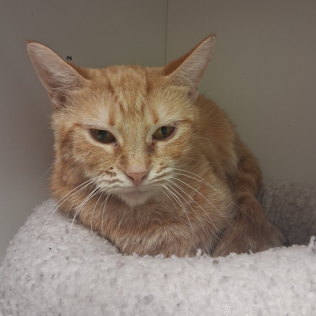 CLEMENTINE - Domestic Shorthair available for adoption