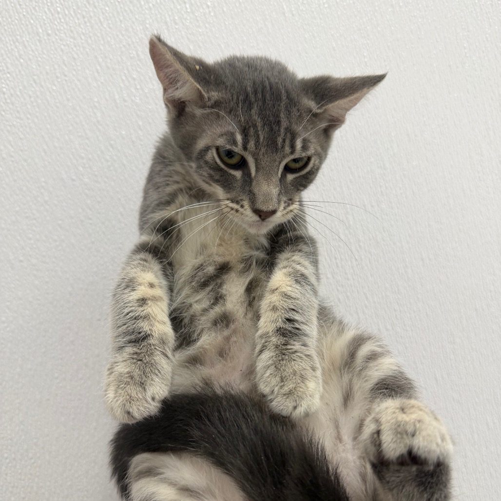 Mars - Domestic Shorthair