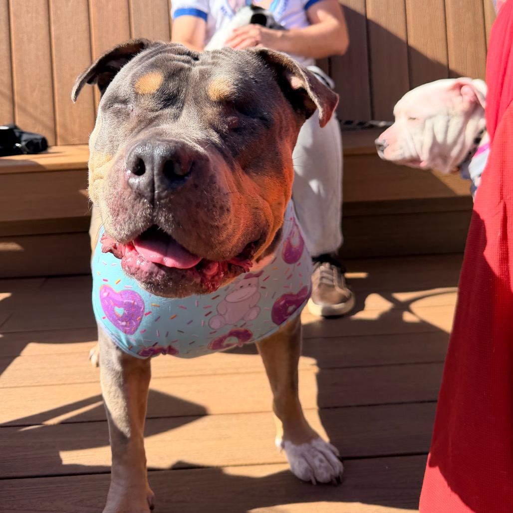 Princess Donut the Queen Anne Chonk, photo 34