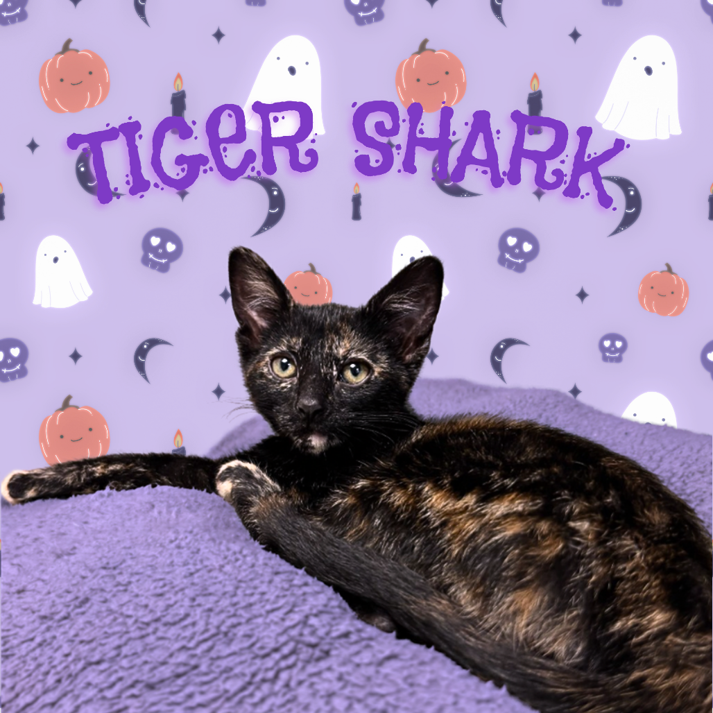 TIGER SHARK - Domestic Shorthair for adoption in Mesa