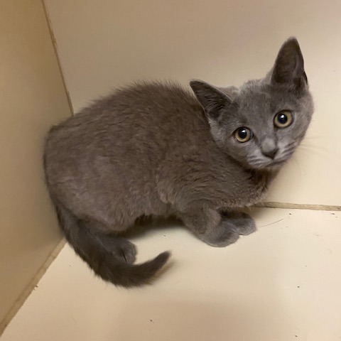 LOLLI - Domestic Shorthair for adoption in Dayton