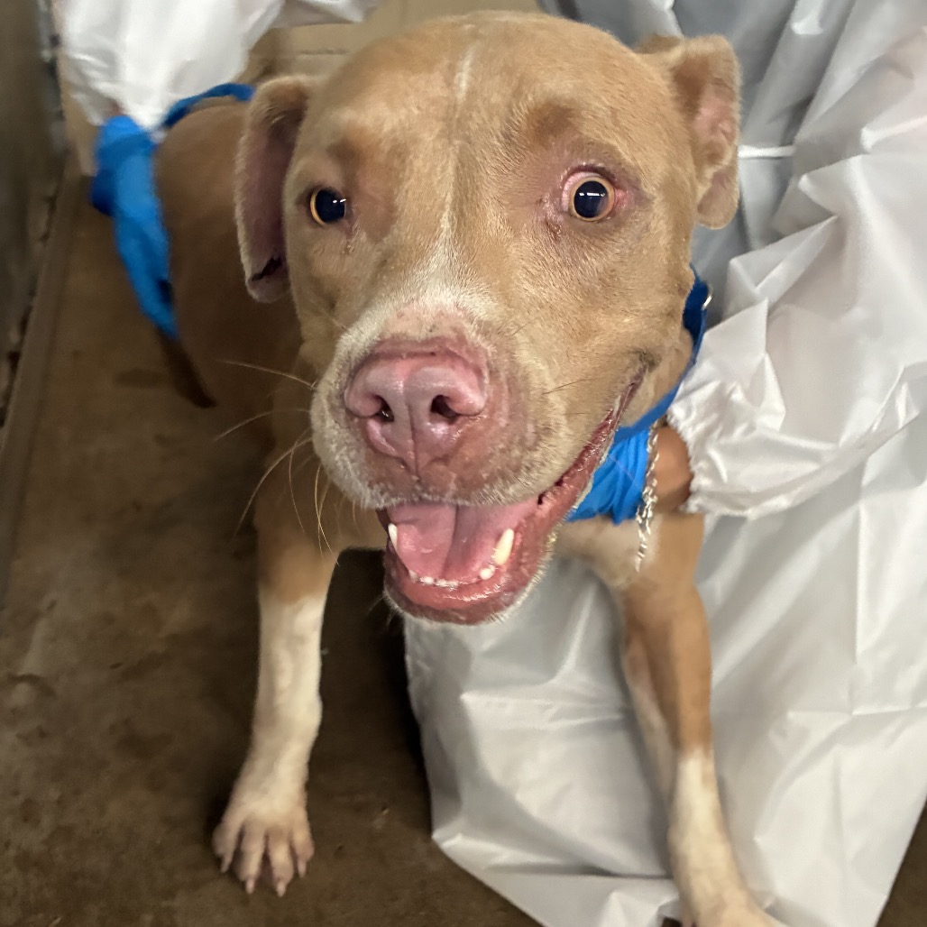 PAPITO - Terrier, Pit Bull / Mixed Breed (Medium) available for adoption