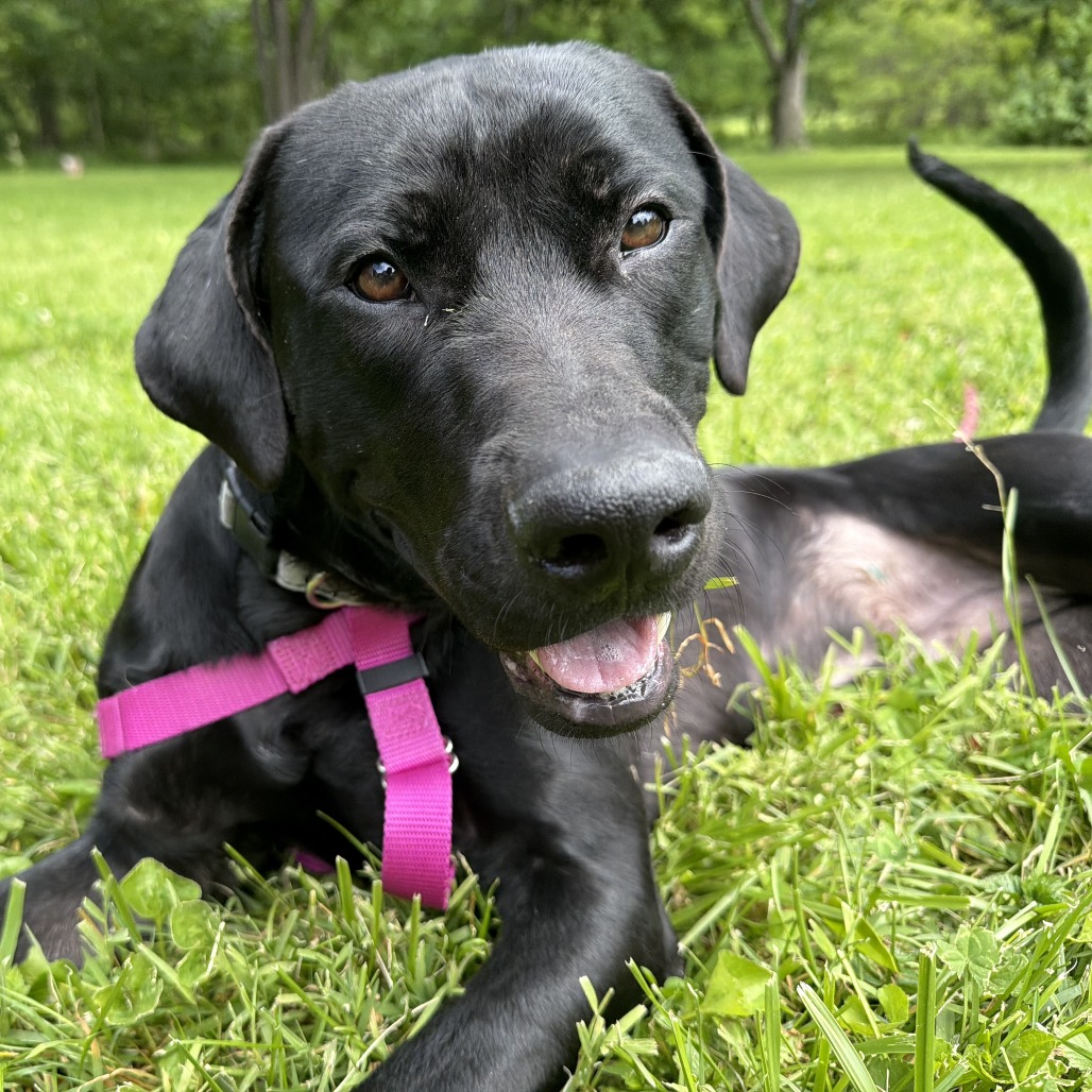 Gumball, a Retriever, Black Labrador