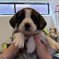 CUPCAKE - Bulldog, French / Beagle available for adoption
