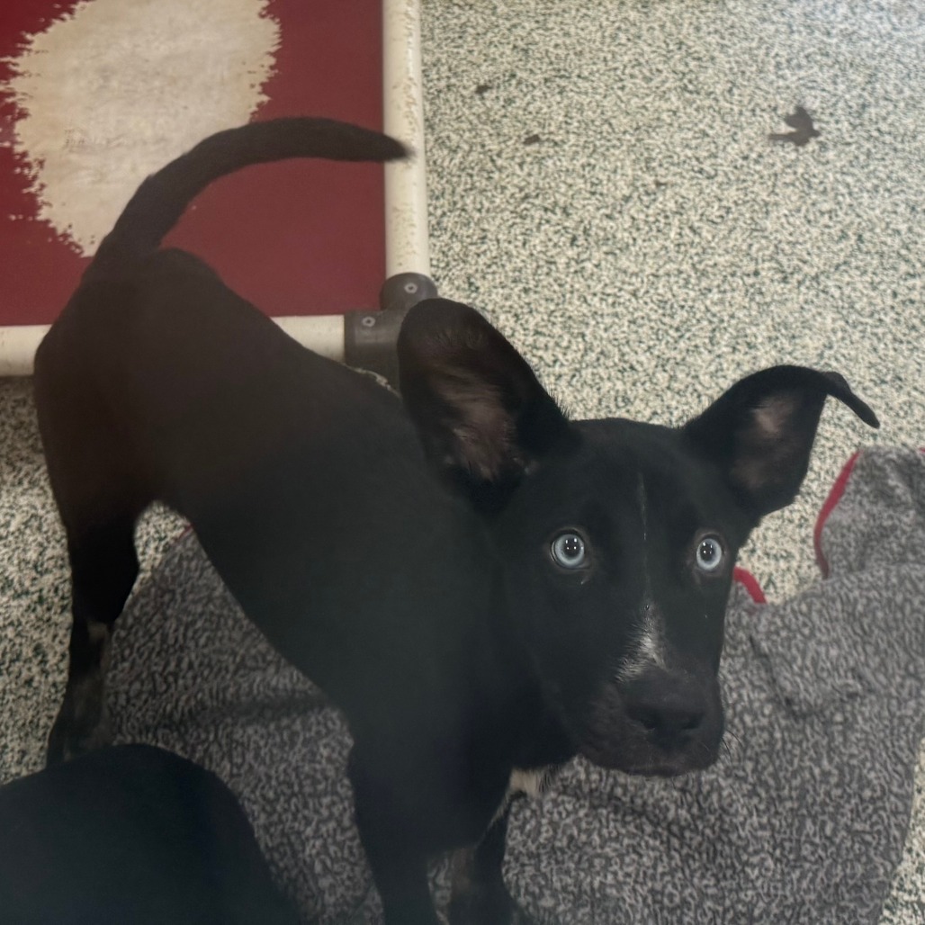 BIG LEAGUE CHEW - Mixed Breed (Medium) available for adoption