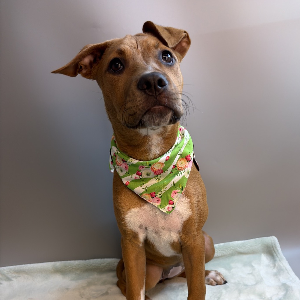 BAILEY - Boxer / Ridgeback, Rhodesian for adoption in San Antonio