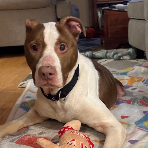 Zinger — thumbnail 2