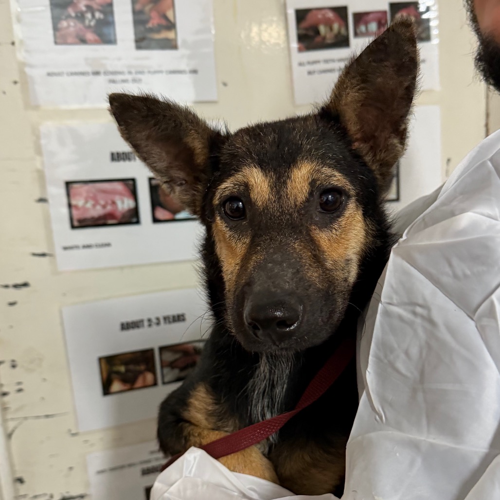 PVAS-STRAY-246816_2_3_4_5_6_7_8_9 - Shepherd / Mix available for adoption