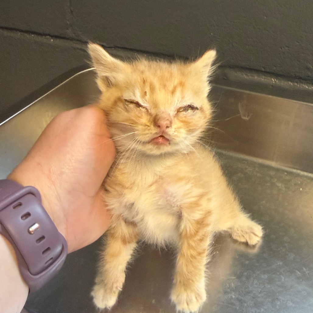 Tusc Stray 84887 2 3 4 5