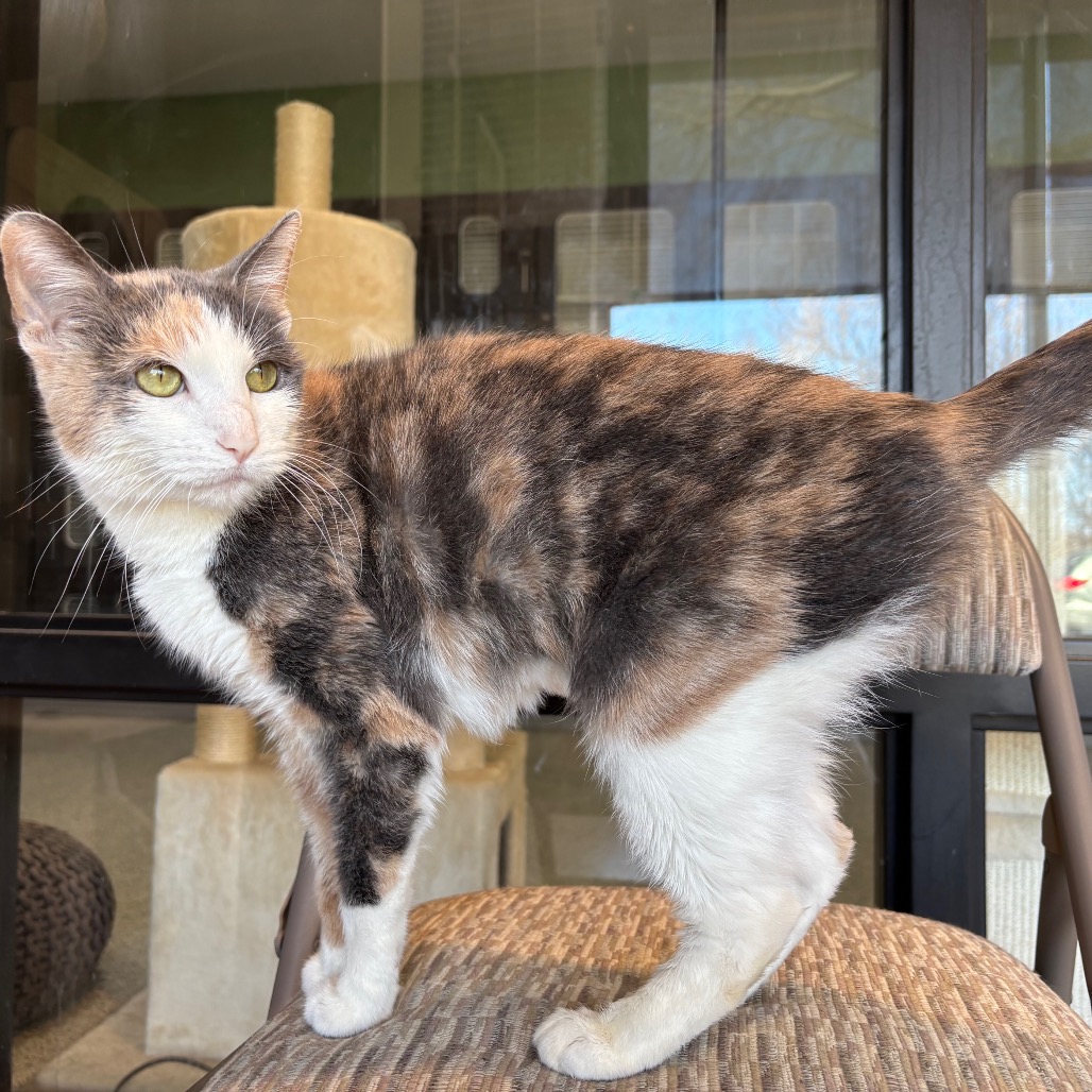 Mosha — thumbnail 3