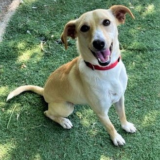 PELO — thumbnail 3