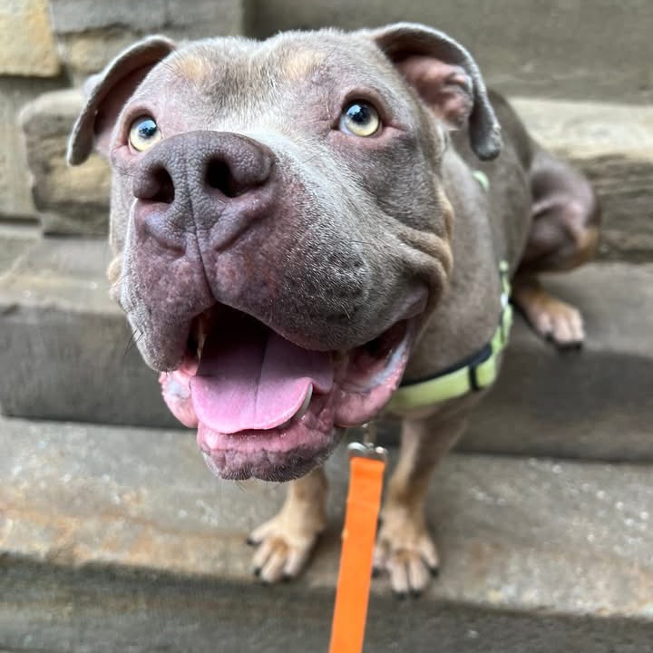 Photo of Meatball 9