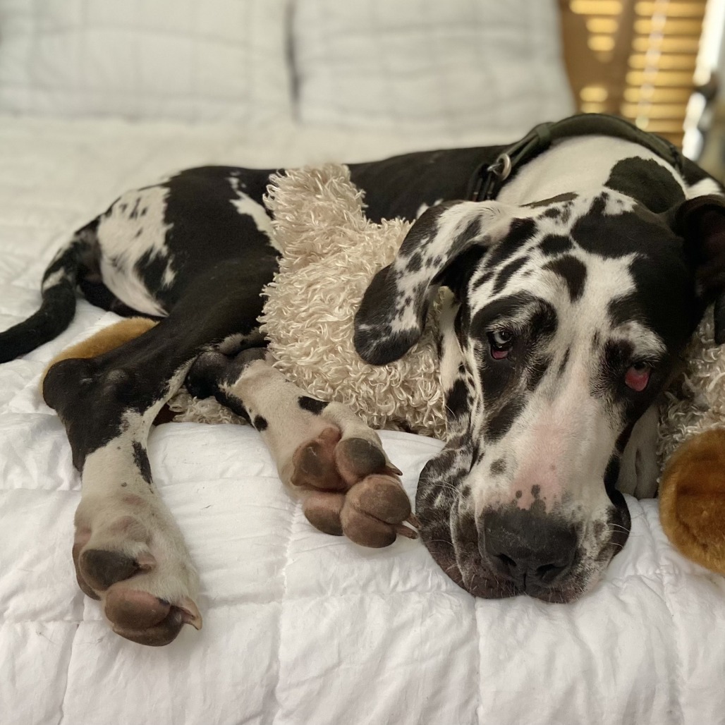 MISSY - Great Dane available for adoption