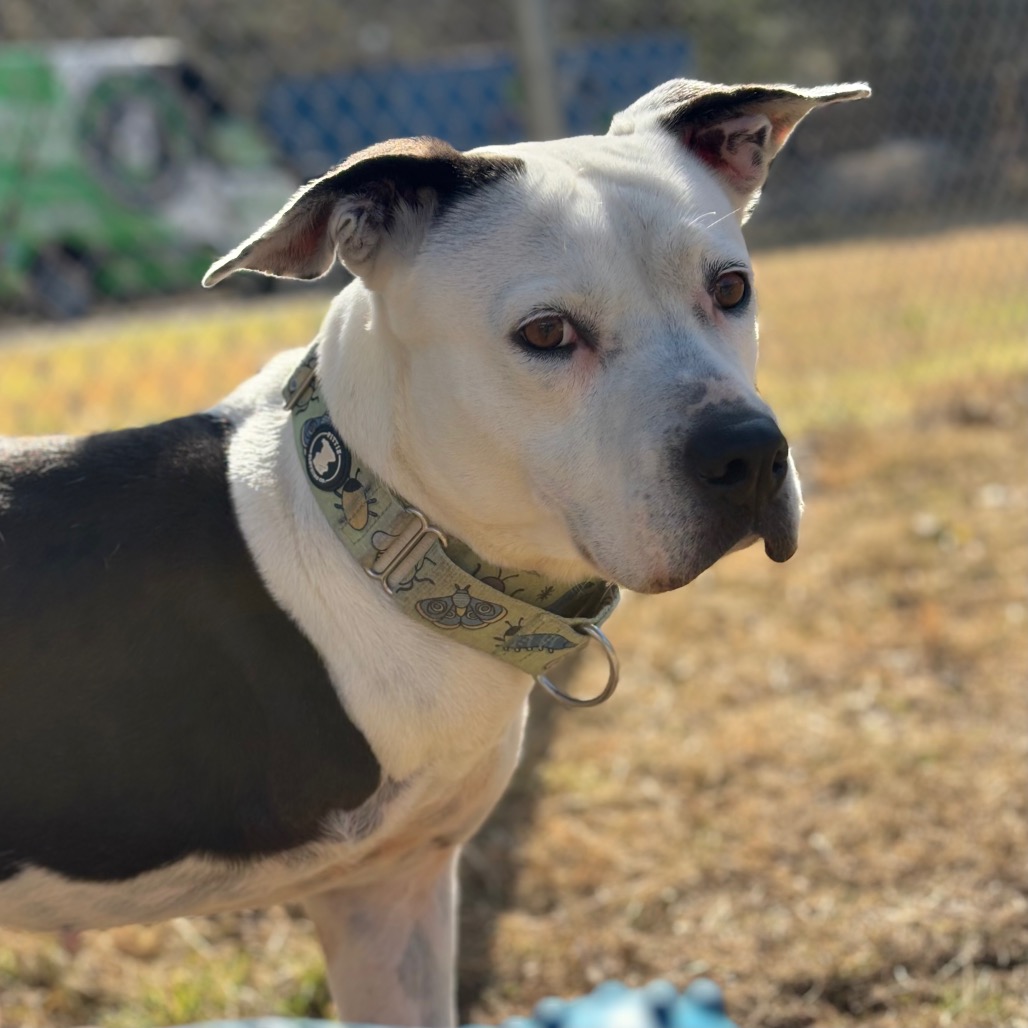 Skipper, photo 16