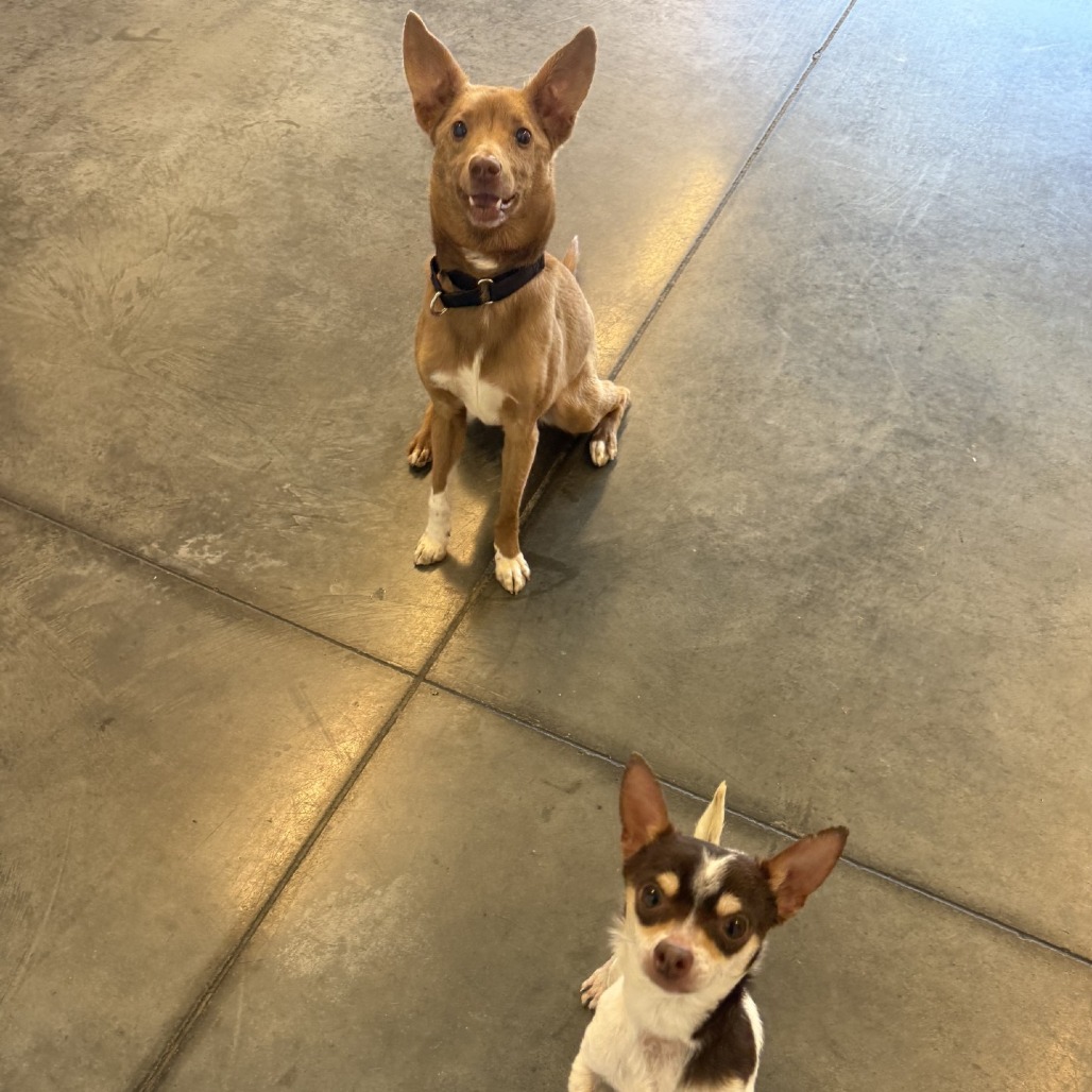 Photo of Aussie and Zeplin 10