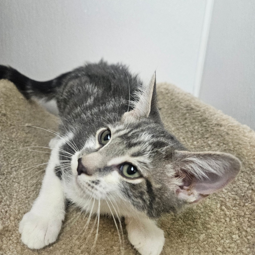 SCOUT - Domestic Shorthair available for adoption