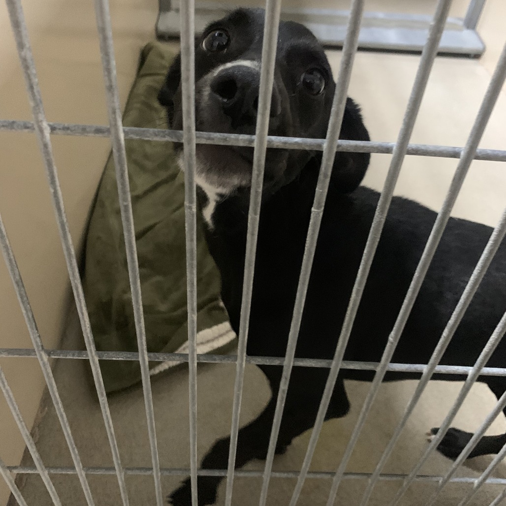 Kennel#13 Tally's preview photo