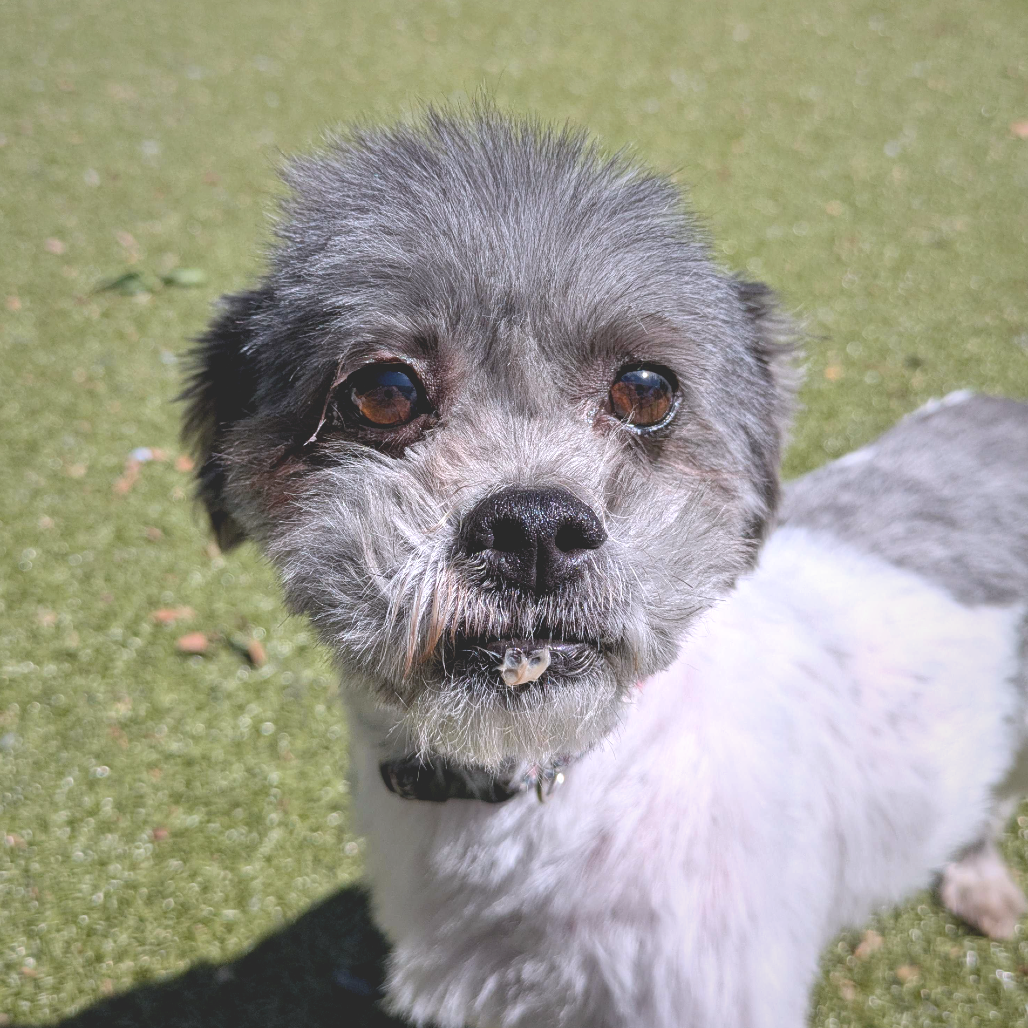 Gromit, adoptable senior Mixed Breed (Small)