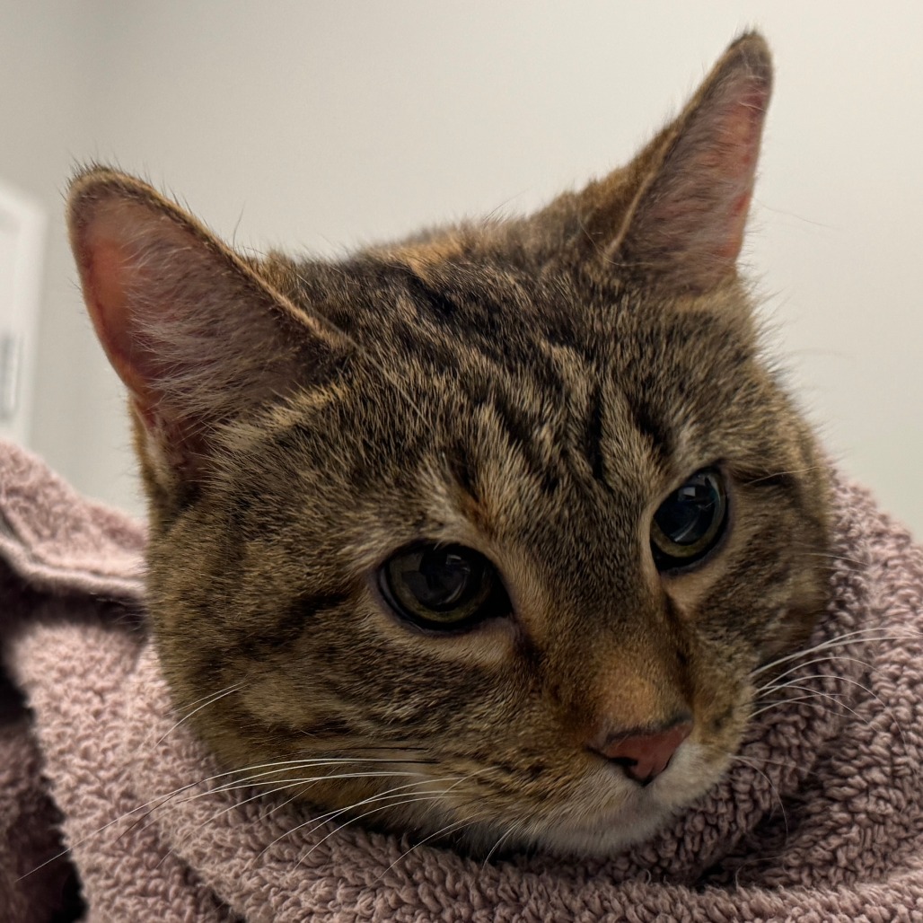 Shelli — thumbnail 2