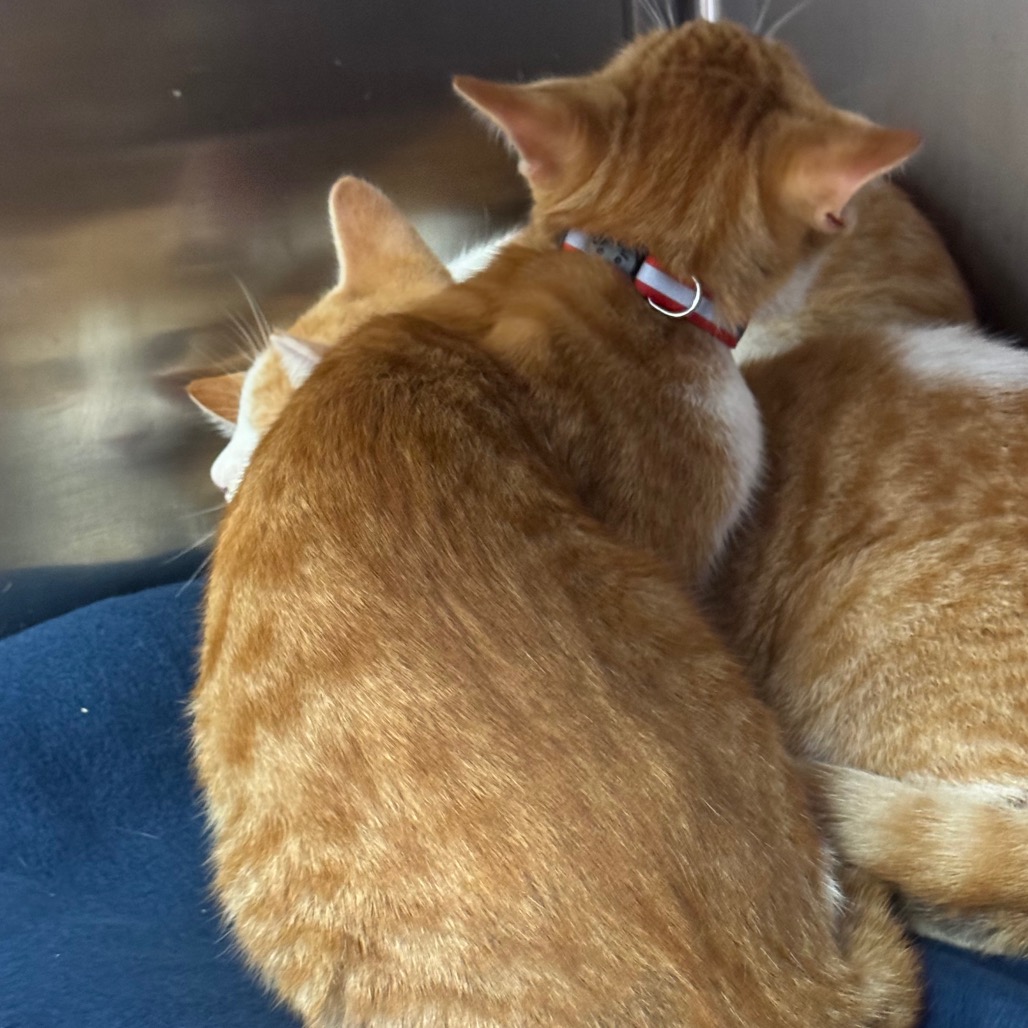 Tango, photo 2