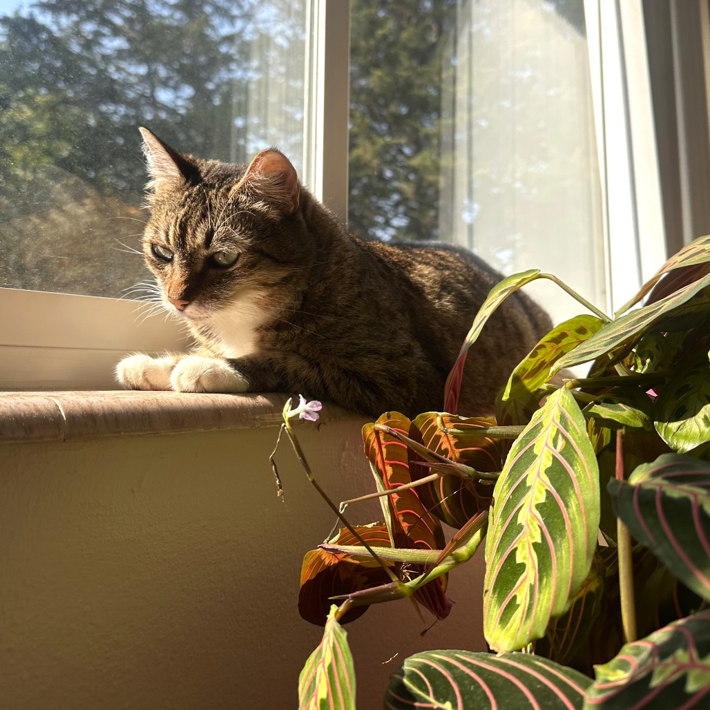 Luna — thumbnail 5