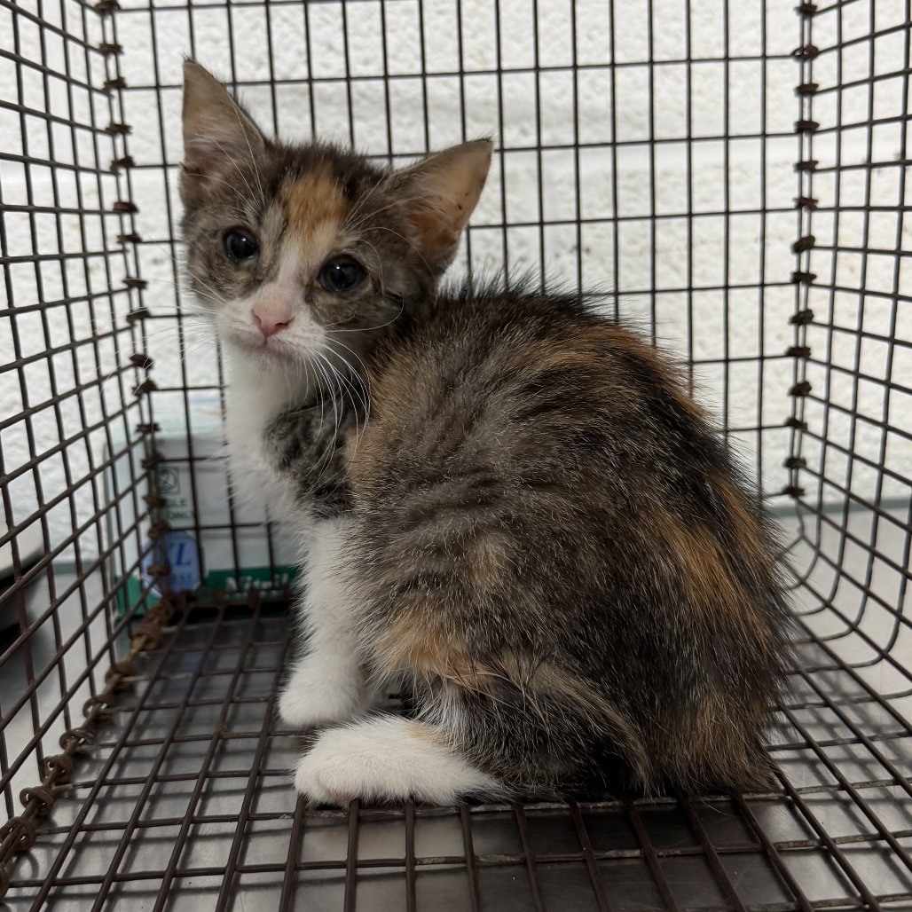 CHICAGO - Domestic Shorthair available for adoption