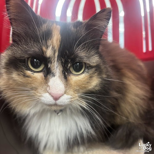 ELLIE - Domestic Longhair available for adoption