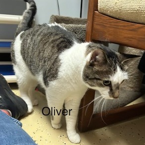 Oliver--In Foster, photo 4