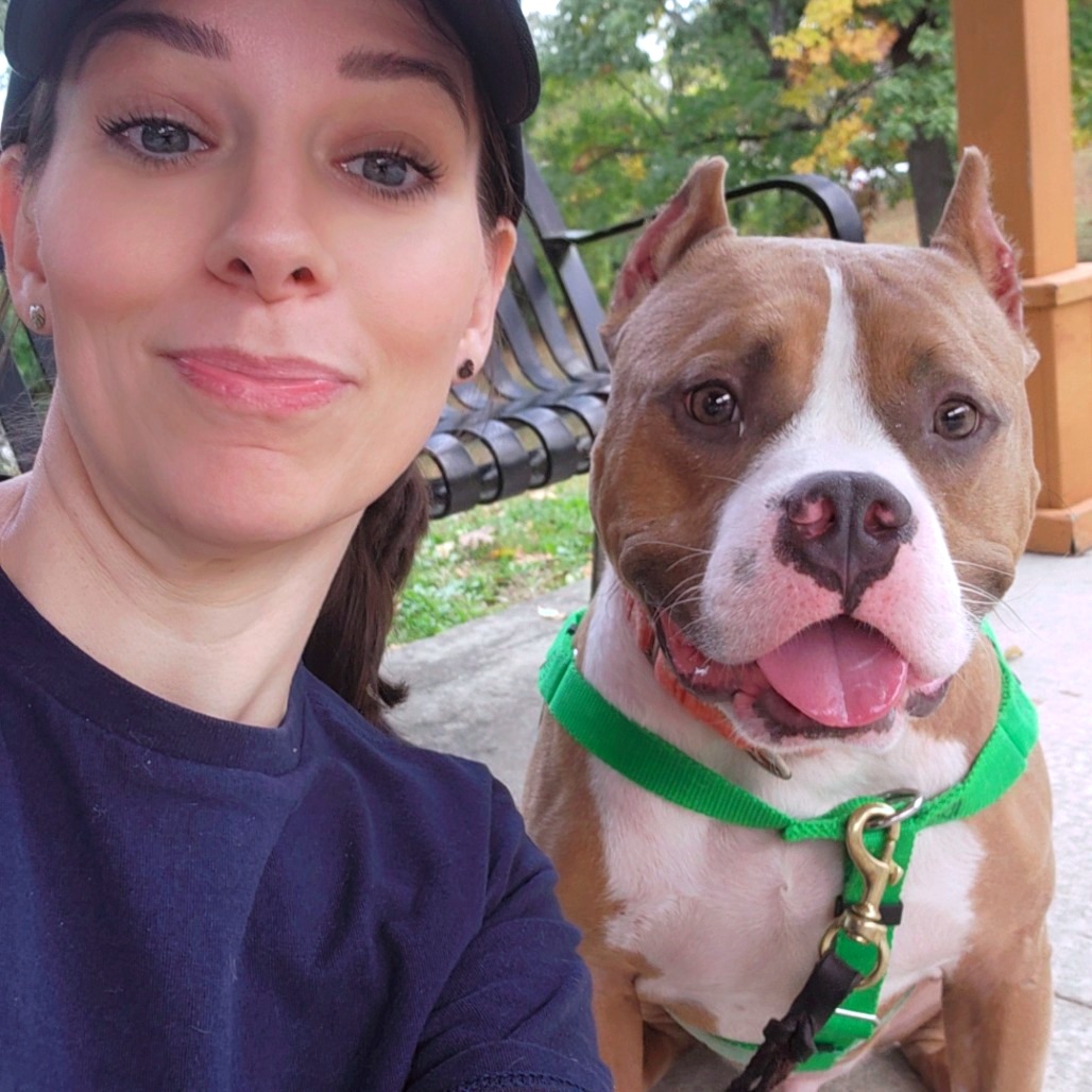 JUKI - Terrier / American Staffordshire available for adoption