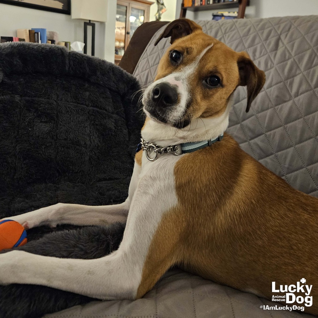 LEMUEL - Shepherd / Queensland Heeler available for adoption