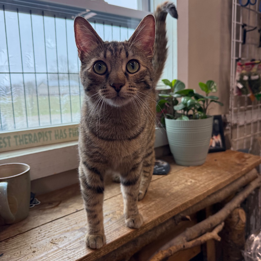Biscuit, photo 5