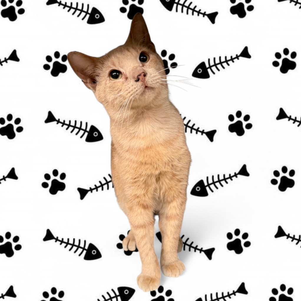 LJ Silver, available for adoption at PVAS