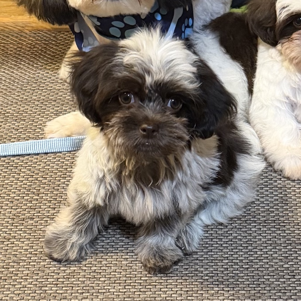 STANK 🤣 -ADOPTION PENDING - Havanese available for adoption