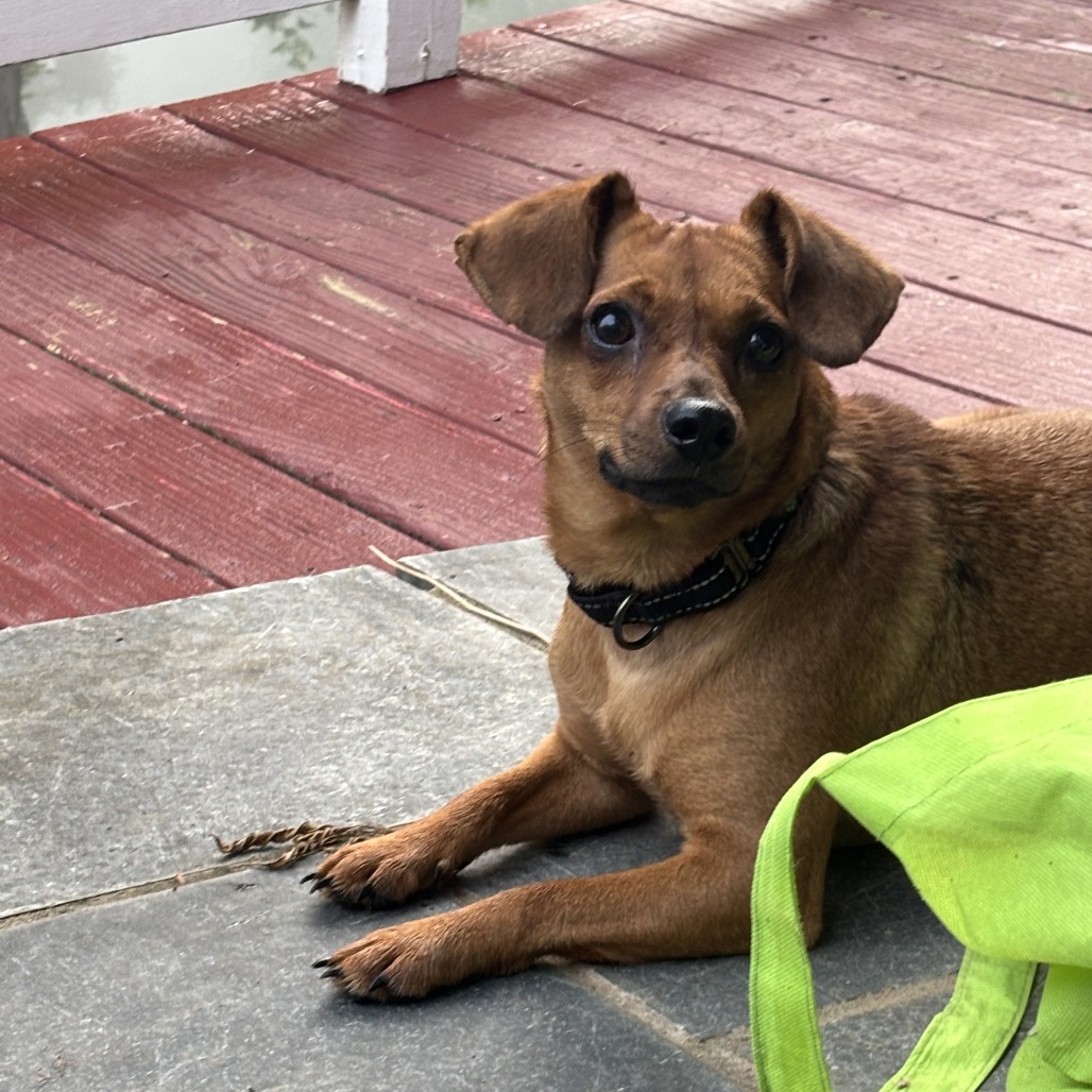 Daffodil(Dilly), photo 5
