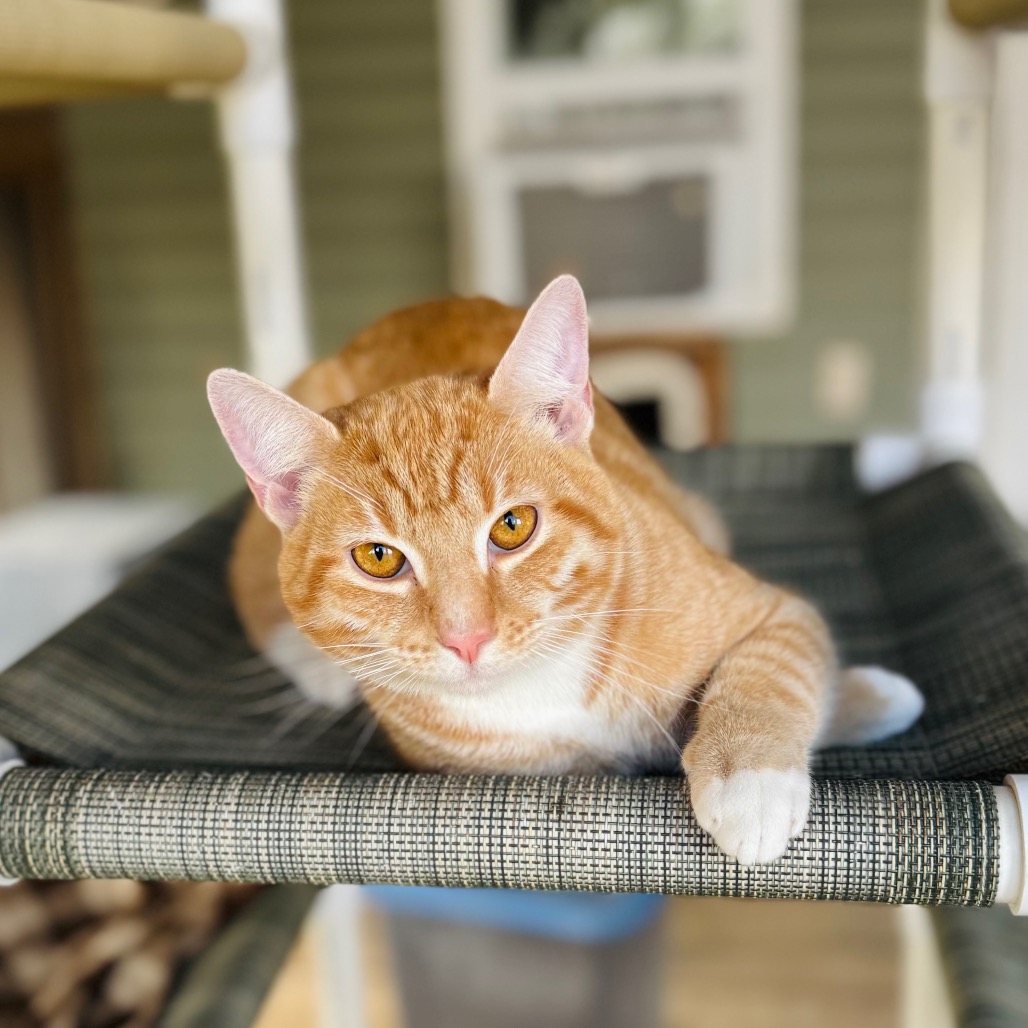 Rebound — thumbnail 2