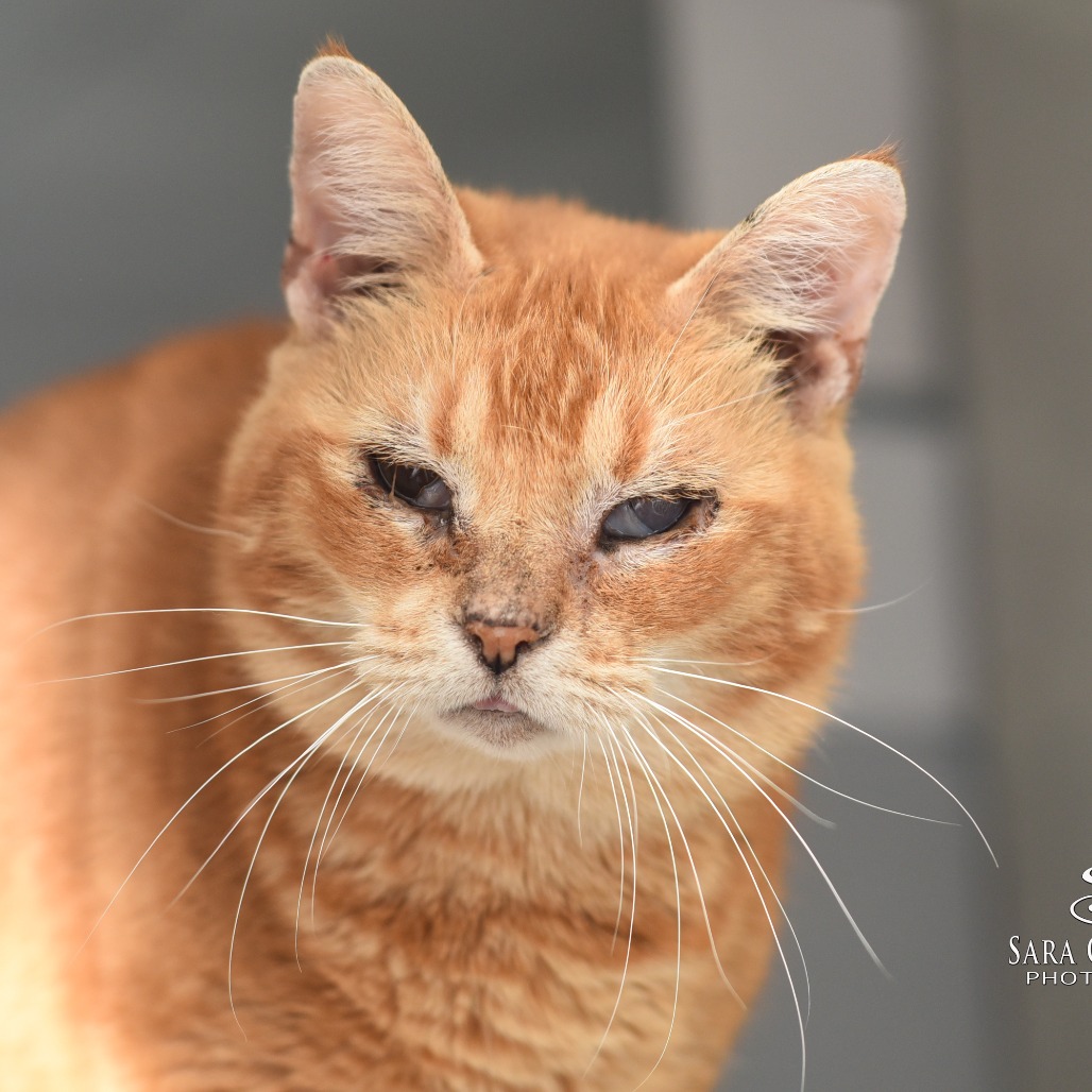 Fan Fan - Foster — thumbnail 3