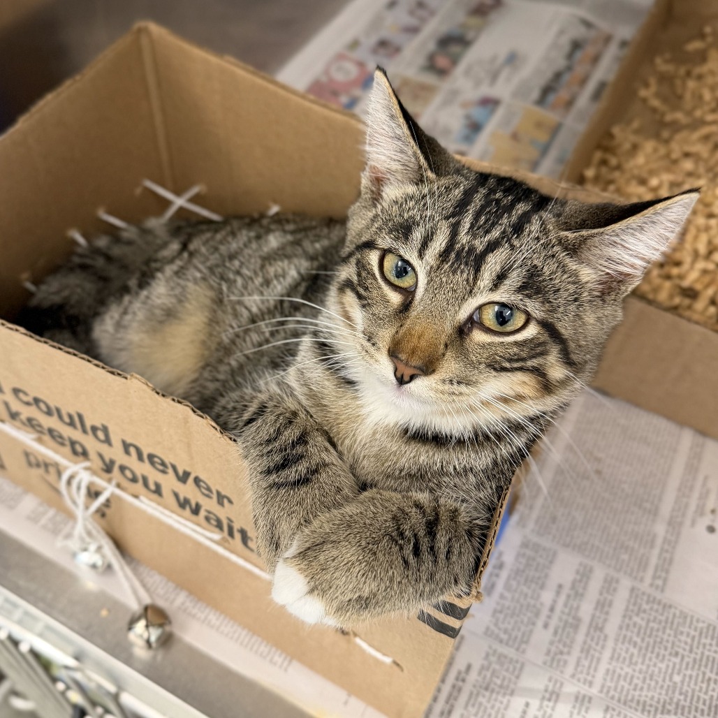 BILL (BONDED W/ BEATRICE) - Domestic Shorthair available for adoption