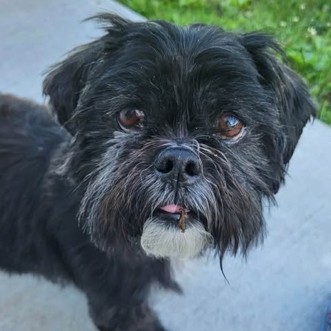 Chewy, photo 9