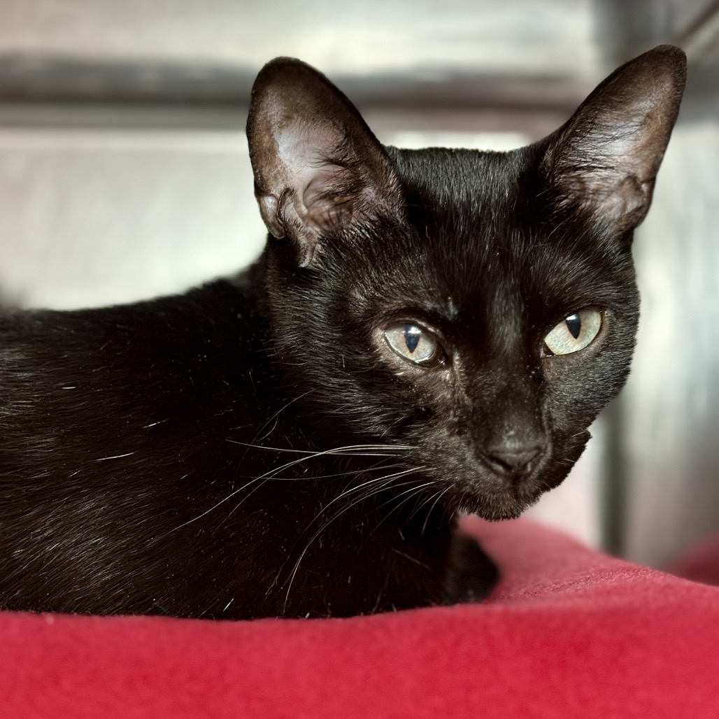 Boop — thumbnail 9