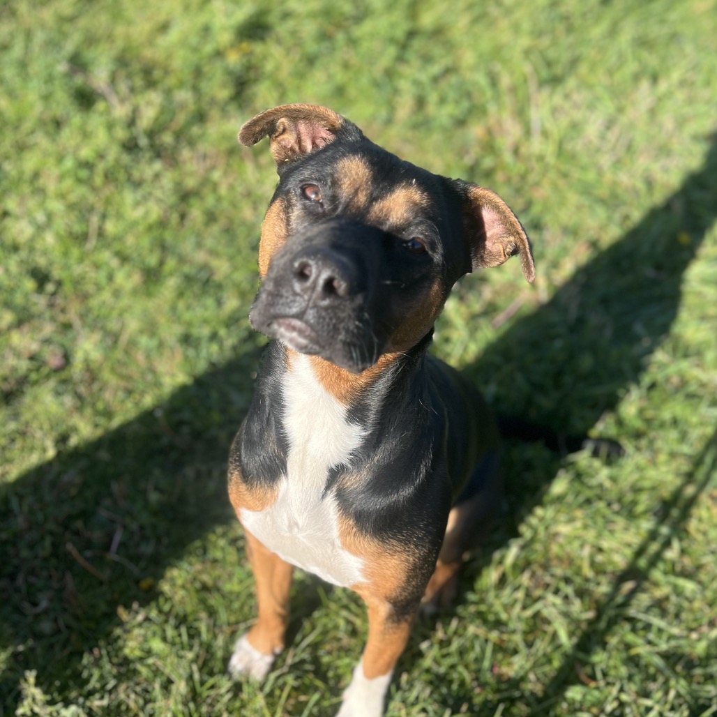 Daisy