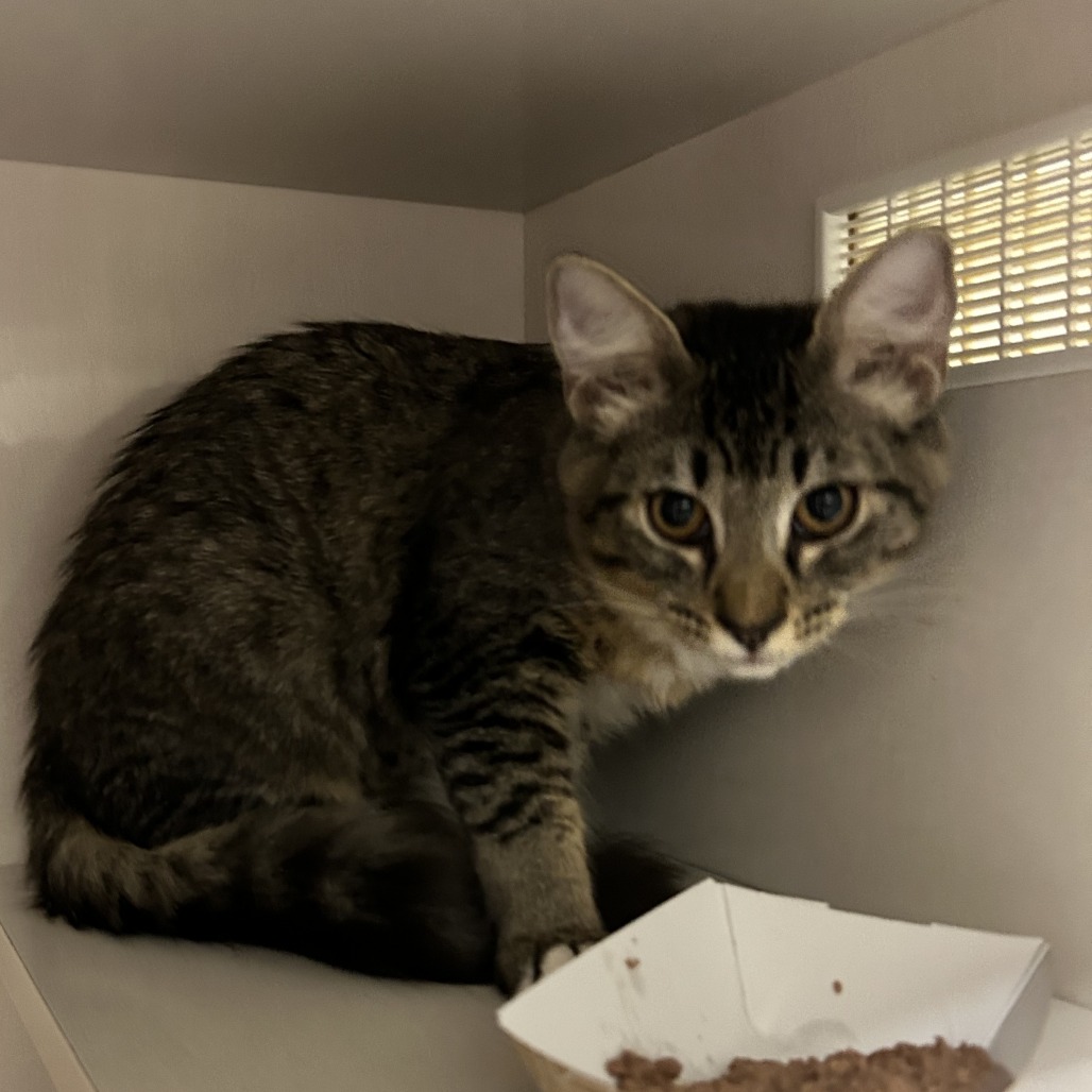 Marjorie - Domestic Shorthair