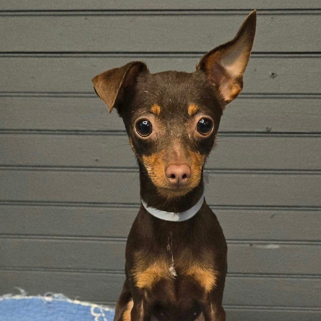 FOSTER NEEDED - Zoi