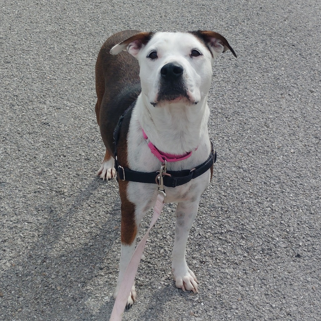 Darcy photo 3