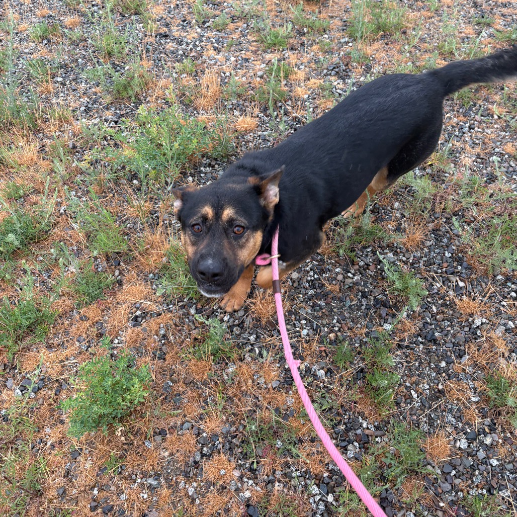 Mixed Breed