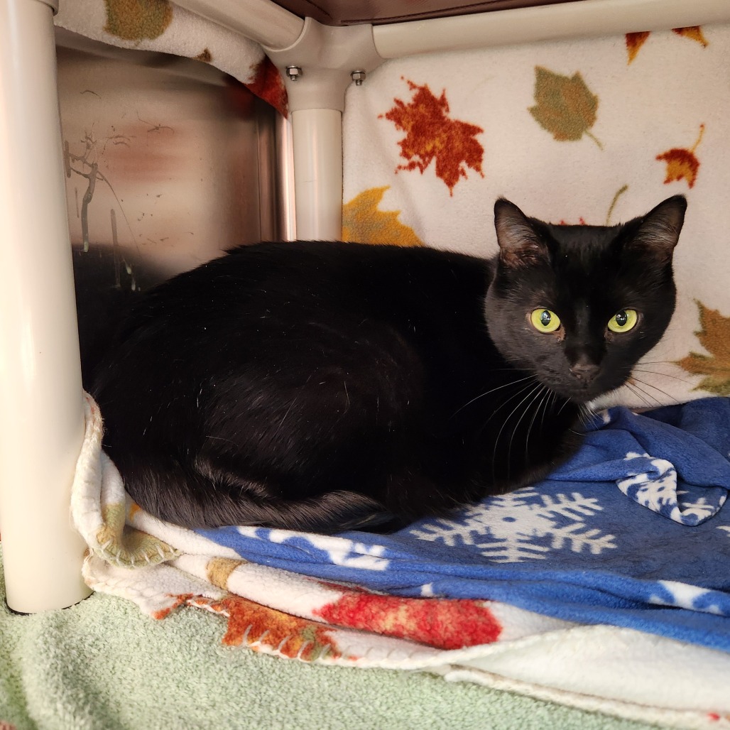 Oreo — thumbnail 5