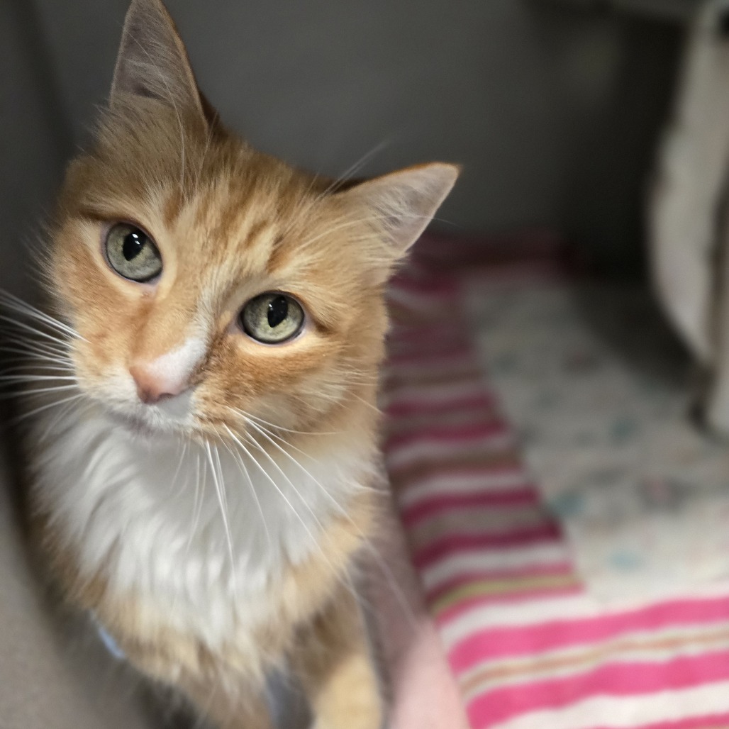 Photo of Louie 3