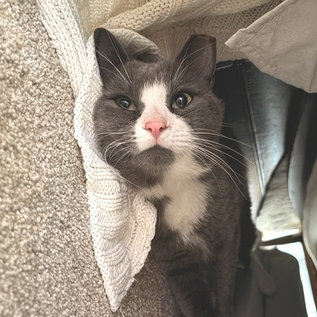 PETER COTTON TAIL - Domestic Shorthair available for adoption