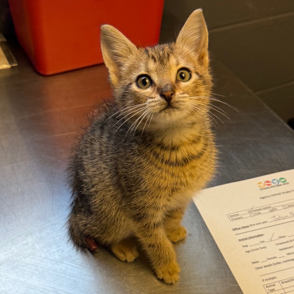  Photo of TUSC-Stray-84451