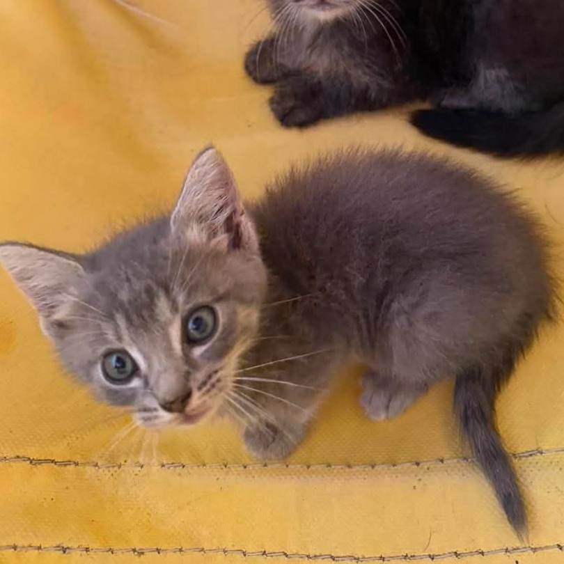 COMET - Domestic Medium Hair available for adoption